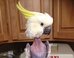 Anxiety-Ridden Bird Plucks Her Feathers Off Till Rescuers Arrive