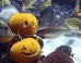 Aquarium Gets Spooky With Underwater Jack-O’-Lanterns