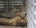 Lions, Crocodiles Starve After Farm Owner’s Assets Seized