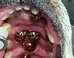 The Bizarre Truth Behind This Photo Of Ladybugs In A Dog’s Mouth
