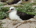 Wisdom, World’s Oldest Known Seabird, Has Been Spotted Again