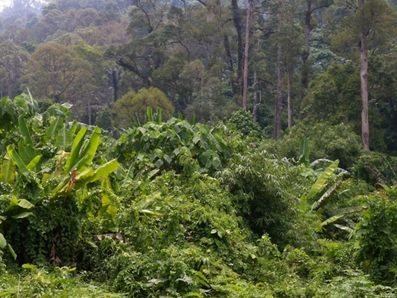 How About Helping Forest Communities Help Us Fight Climate Change?
