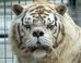 The Ugly Truth About Breeding ‘White Tigers’