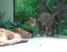 Kitten Will Do Whatever It Takes To Get Baby Deer’s Attention