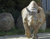 SF Zoo Celebrates Birthday Of Oldest Black Rhino In North America