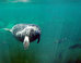 Manatees No Longer Facing Extinction, But There’s Still Work To Be Done To Protect Them