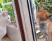 Cat Notices Most Unexpected Visitor At His Door And Is Completely Unfazed