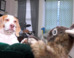 Adorable Beagle vs. Rabbit Puppet