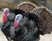 Listen To This 911 Call And Decide For Yourself If Turkeys Have Declared War