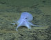 This Adorable, ‘Ghostlike’ Octopus May Be A New Species