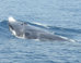 Mother And Calf Of Elusive Whale Species Frolic In New Video