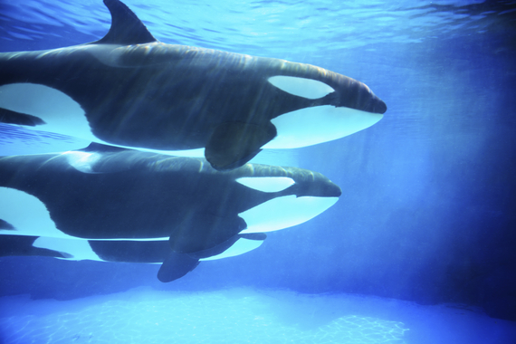 More Reflections on the SeaWorld Agreement
